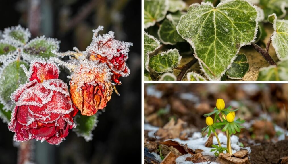 7 winter garden mistakes