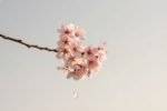 The ‘ritual of sakura’ trend isn’t about luck—it’s about timing your next big decision